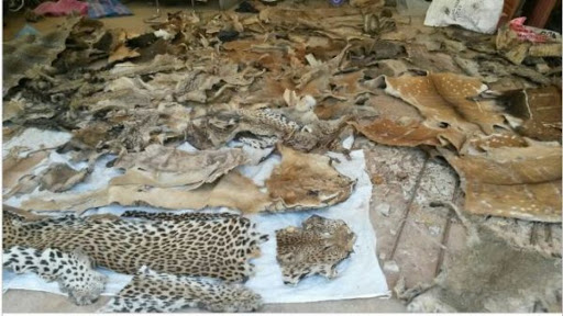 Tambacounda: Les trois trafiquants de faune condamnés