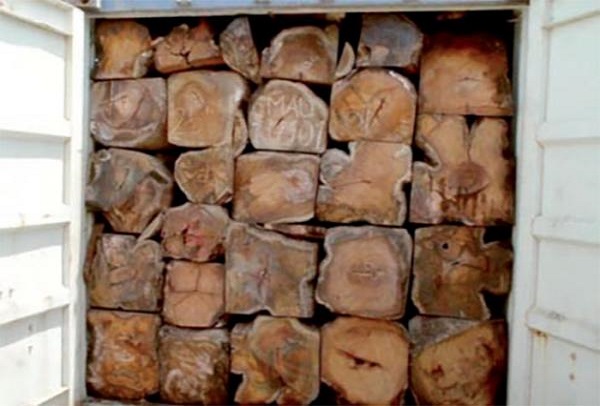 22 containers saisis, un suspect arrêté : la Gambie pose des actes qui rassurent contre le trafic de bois