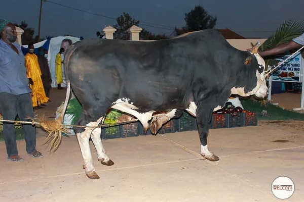 Saint-Valentin : les dons de Sokhna Adja Saliou à Sokhna Aida Saliou, pour rendre grâce à Cheikh Béthio Saint-Valentin : les dons de Sokhna Adja Saliou à Sokhna Aida Saliou, pour rendre grâce à Cheikh Béthio