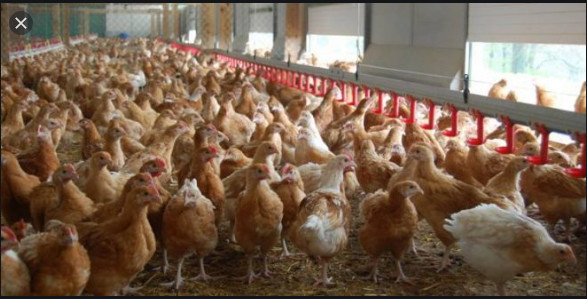 Grippe aviaire: La surveillance maintenue malgré la maîtrise du foyer de Pout