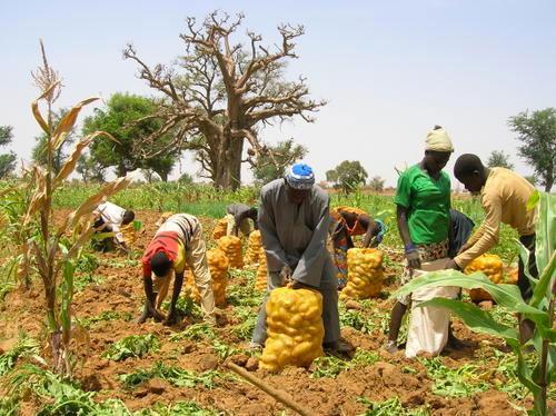 Risque de pourrissement de leurs pommes de terre: Les producteurs de Notto Gouye Diama tirent la sonnette d’alarme