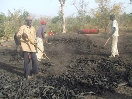 Milices forestières : Les exploitants de charbon de bois menacent de paralyser le secteur