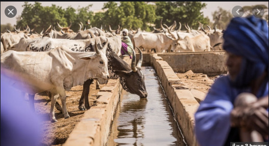 Résilience des systèmes pastoraux: La Banque mondiale débloque 209,5 milliards FCfa pour les pays du Sahel