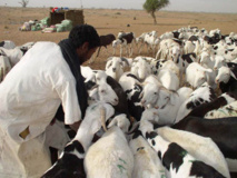 Les éleveurs du Sénégal jugent très court le délai de 5 mois pour l’élaboration du code Pastoral