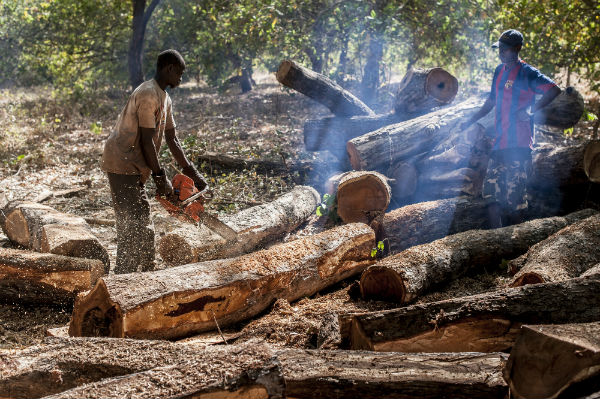 Casamance / Coupe illicite de bois: Près de 94 millions FCfa de recettes en 2020