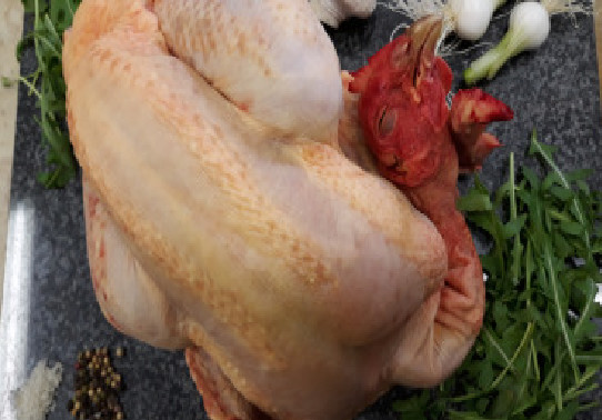 Dernier virage avant la Korité: Quand la grippe aviaire menace le commerce de poulets