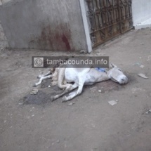 Tambacounda : Une ânesse enceinte, égorgée, dépecée et abandonnée