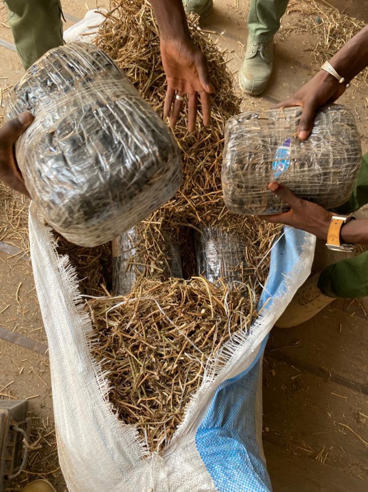 Saisies de drogue, de devises et de médicaments: 1 650 kg de chanvre indien et 245 400 faux euros saisis à Kaolack Saisies de drogue, de devises et de médicaments: 1 650 kg de chanvre indien et 245 400 faux euros saisis à Kaolack