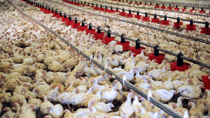 Korité/Approvisionnement du marché en poulets: Les assurances de l'Ipas malgré une "tension" en vue sur...