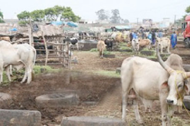 Vive tension au parc des gros ruminants de Diamaguène Sicap Mbao: Les éleveurs interpellent le Président Macky Sall