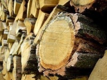 Trafic international de bois : Quand la Gambie encourage la déforestation de la Casamance