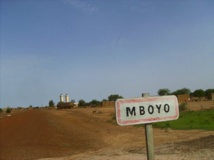 Podor: Des abeilles sèment la terreur au village de Mboyo!