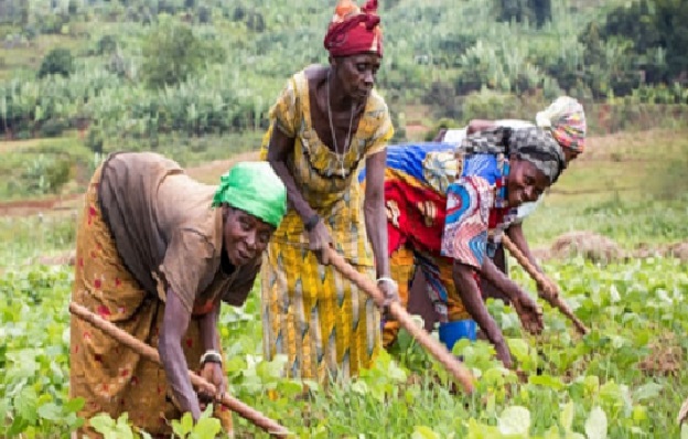 Production agricole: L’accès au foncier demeure un frein pour les femmes