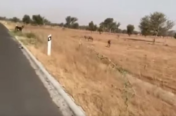 Alerte danger sur l’autoroute « Ilaa Touba » : les ânes à l’aise comme en terrain conquis sur certains axes
