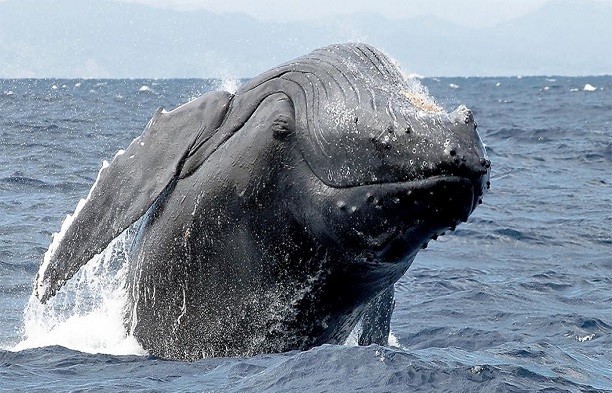 Histoire incroyable, pourtant confirmée: Un pêcheur avalé par une baleine s'en sort miraculeusement