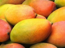 Des producteurs de mangue de Keur Mbir Ndao listent leurs problèmes