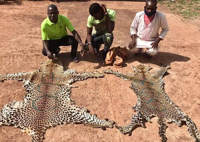 Tambacounda: Trois trafiquants de peaux de léopard arrêtés