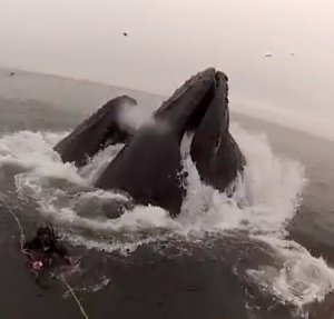 Vidéo: Ils ont failli se faire avaler par deux baleines devant la caméra. Regardez