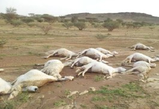 Fortes pluies à Linguère: La foudre tue 7 béliers