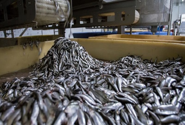 Usine de poissons Omega Pelagic à Sandiara (Mbour): Des travailleurs licenciés, le directeur traîné en justice