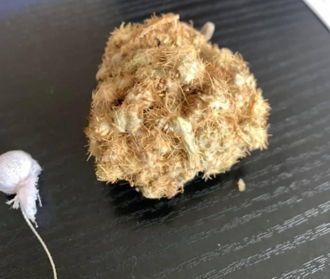 Dr. Abdoulaye Diop aux femmes qui veulent être "diongué": "Le vagin n'est ni une cuisine ni une poubelle" Dr. Abdoulaye Diop aux femmes qui veulent être "diongué": "Le vagin n'est ni une cuisine ni une poubelle"