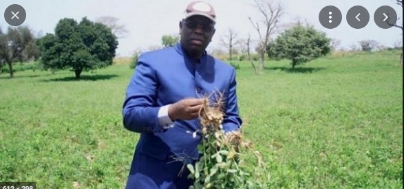Campagne de production agricole 2021: Macky Sall exige une accélération de la distribution des engrais et...