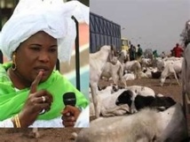 Tabaski 2013 : 720 000 moutons attendus, aucune garantie sur les prix