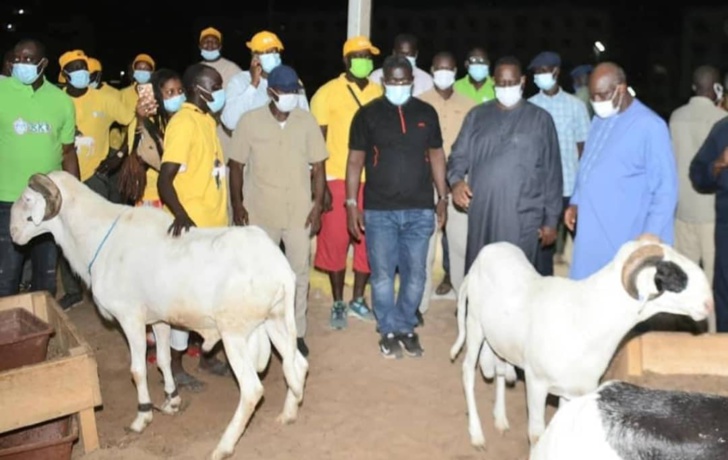 Macky Sall offre 5000 moutons de Tabaski, « sans condition de coloration politique »