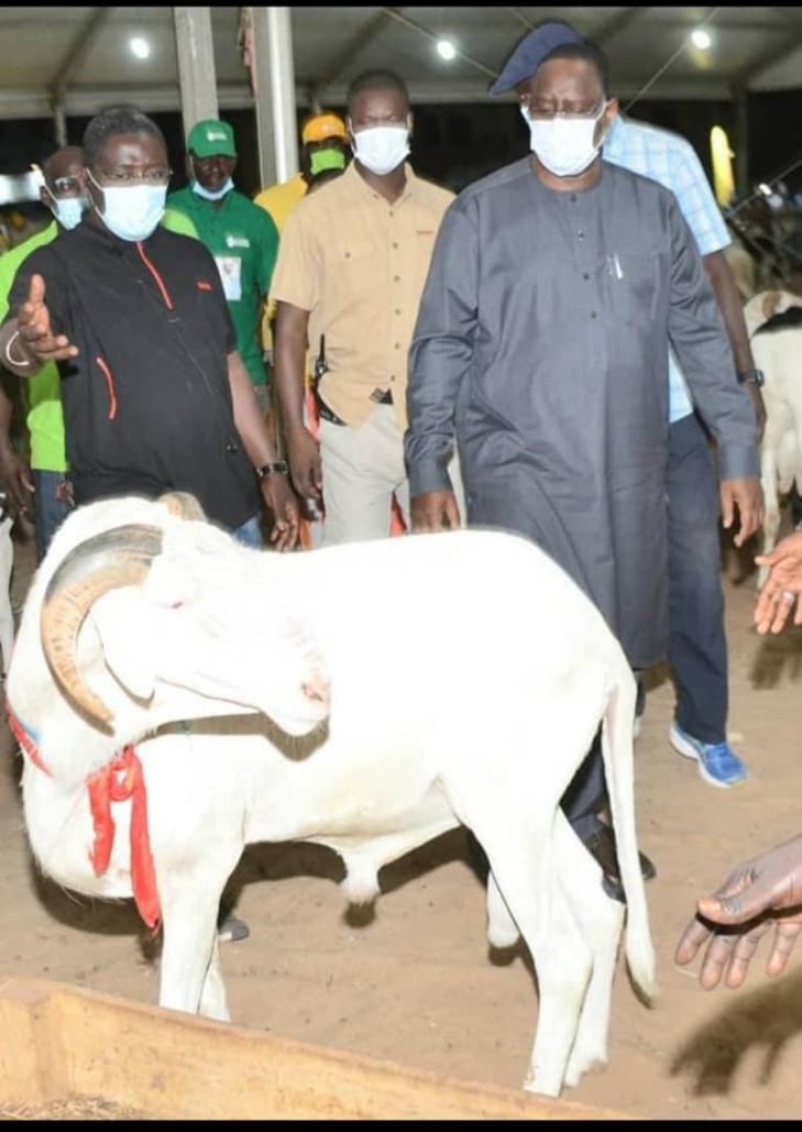 Macky Sall offre 5000 moutons de Tabaski, « sans condition de coloration politique » Macky Sall offre 5000 moutons de Tabaski, « sans condition de coloration politique »