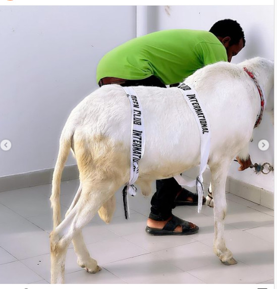 Tabaski 2021: Un gros mouton offert à Queen Biz par... (Photos) Tabaski 2021: Un gros mouton offert à Queen Biz par... (Photos)