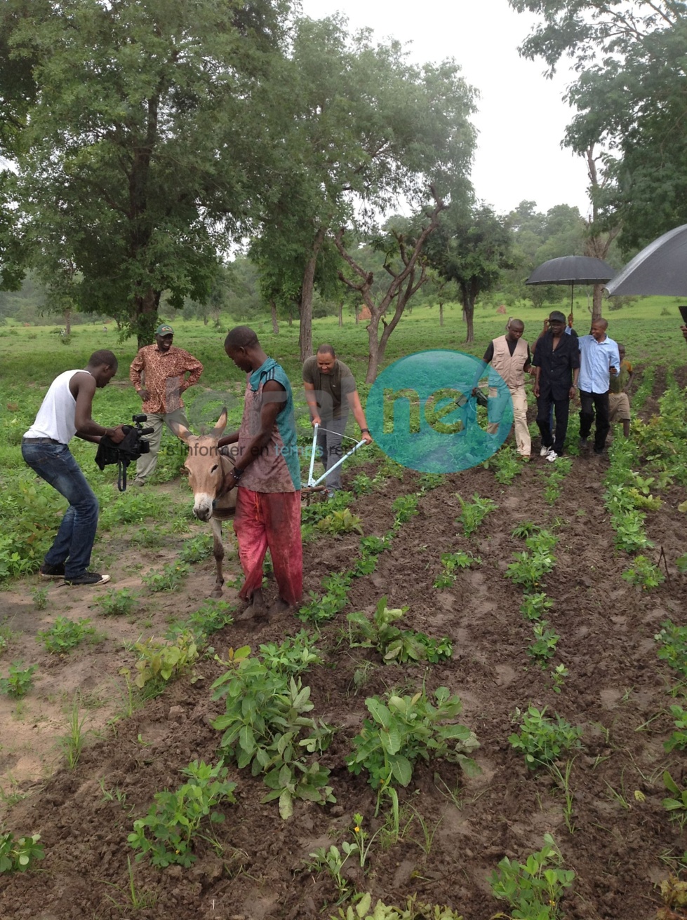 Le ministre Abdoulaye Baldé Bibi montre ses talents de cultivateur