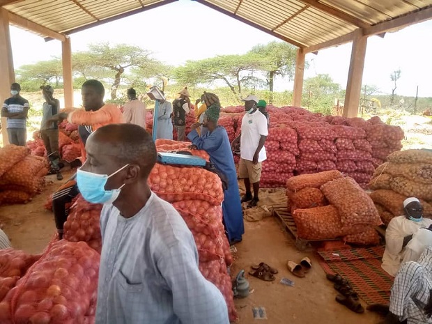 Les paysans de la zone des Niayes dans le désarroi: Le cri du cœur d’un citoyen à l’endroit du Président Macky Sall
