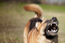 Hamo 5 : Un chien errant fait 2 victimes avant d’être maitrisé et tué