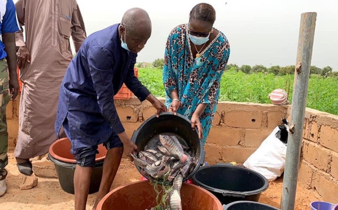 Première « récolte » de poissons du bassin piscicole de Kilim (Ouarkhokh, Djolof) Première « récolte » de poissons du bassin piscicole de Kilim (Ouarkhokh, Djolof)