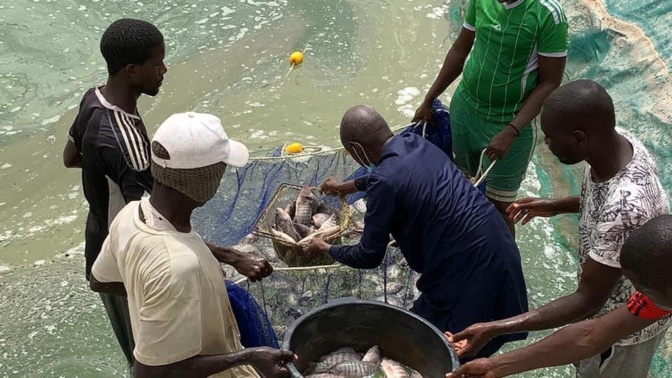 Première « récolte » de poissons du bassin piscicole de Kilim (Ouarkhokh, Djolof)