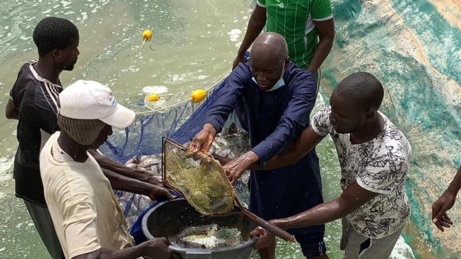 Première « récolte » de poissons du bassin piscicole de Kilim (Ouarkhokh, Djolof)