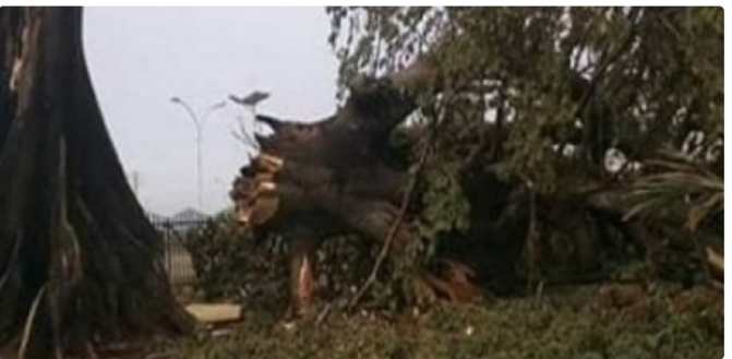 Fortes pluies à Diass: Un baobab s’effondre sur plusieurs maisons