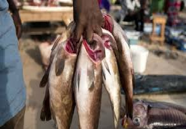 Rareté du poisson: Même les vendeurs tirent le diable par la queue