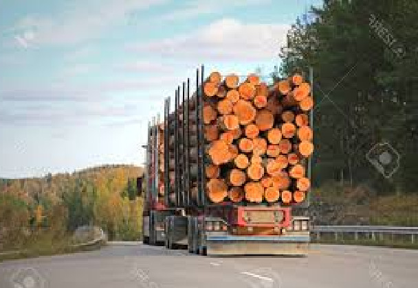 Arrestation d’un camion remorque chargé de bois à Sansamba-Sèdhiou  : Les jeunes s’érigent en boucliers contre le trafic