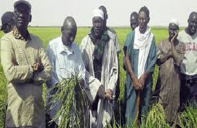 Situation délétère des agriculteurs de Dande Maayo, Guanguel et Padalal : L’ADID manifeste toute sa désolation