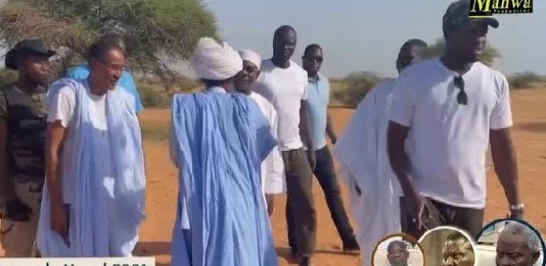 Magal 2021: Plus de 2 800 bœufs de Serigne Saliou Thioune, convoyés à Touba