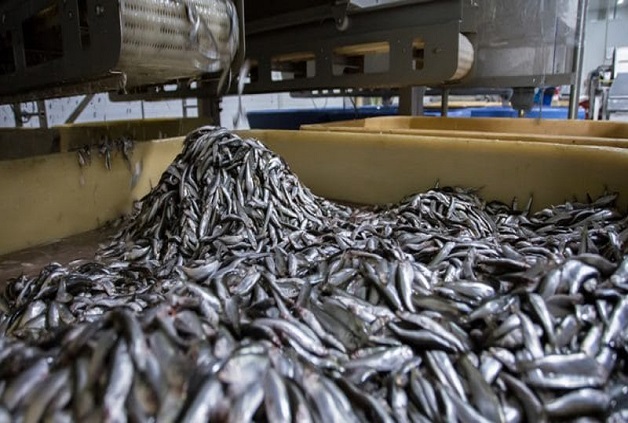 Les usines  menacent nos ressources halieutiques: Il leur faut 5 tonnes de poisson pour produire 1 tonne de farine et 20 kg, pour un litre d’huile
