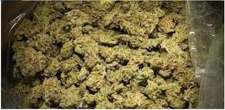 Saisie de 500 g et 19 cornets de chanvre indien