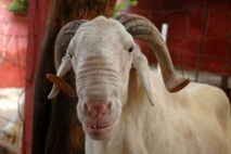 Insolite à l'aéroport de Dakar : Un pèlerin en partance pour la Mecque avec son mouton