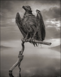 PHOTOS. Les incroyables photos d'animaux transformés en pierre au lac Natron en Tanzanie