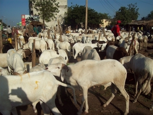 Tabaski ou Aîd El Kabir : Sens et Significations,Conditions d'élligibilité des bêtes