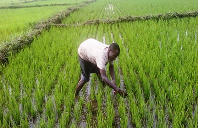 Bambey / Partenariat Public-Prive dans l’agriculture: Cnra et Groupe Mamy Kaya, en croisade contre le sous-emploi