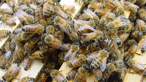 Village de Birkama: Un homme âgé tué par des piqûres d’abeilles