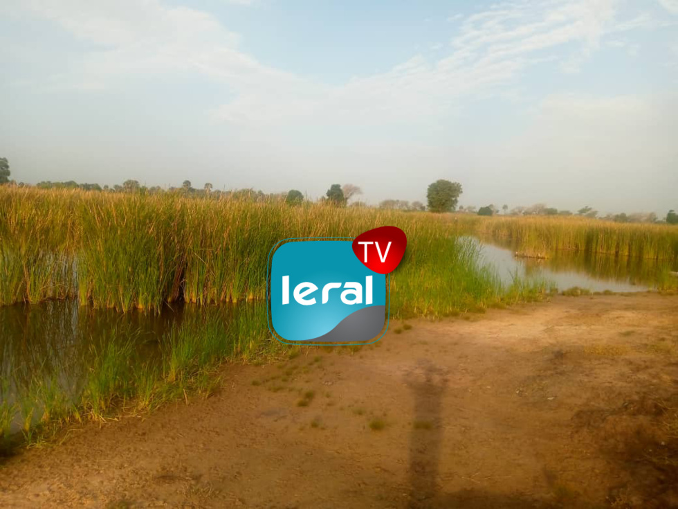 Kébé Mboudaye (Kaolack): 7 km d'eau, le maraîchage en berne à cause de l'envahissement du Typha