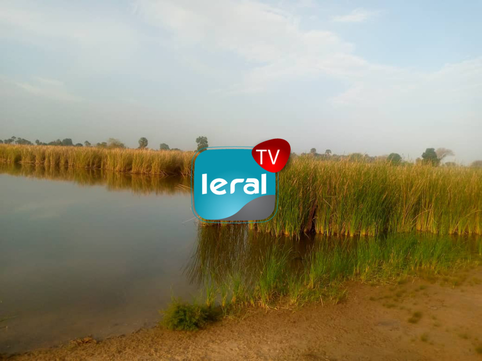 Kébé Mboudaye (Kaolack): 7 km d'eau, le maraîchage en berne à cause de l'envahissement du Typha